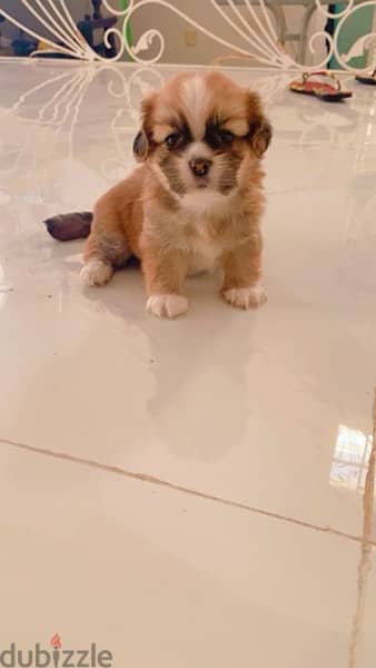 Tiny female Pekingese for sell 5