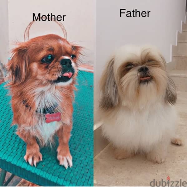 Tiny female Pekingese for sell 6