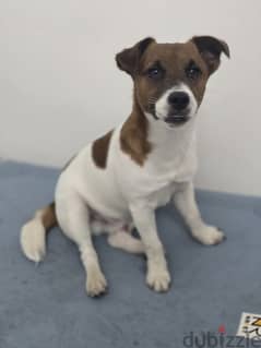 Jack russel for adoption 0