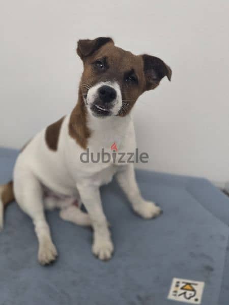 Jack russel for adoption 1