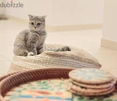 Kitten Scotish british قطة صغيرة فولد