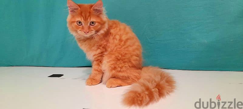 Persian cat sale 1