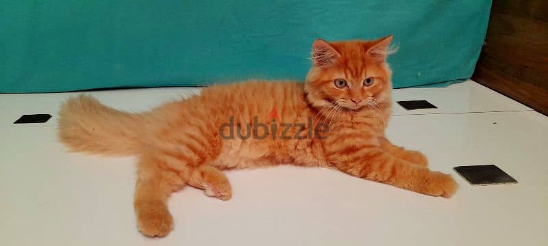 Persian cat sale 2