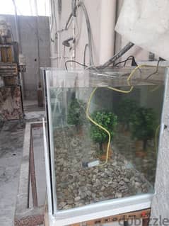 aquarium tank for golden fish