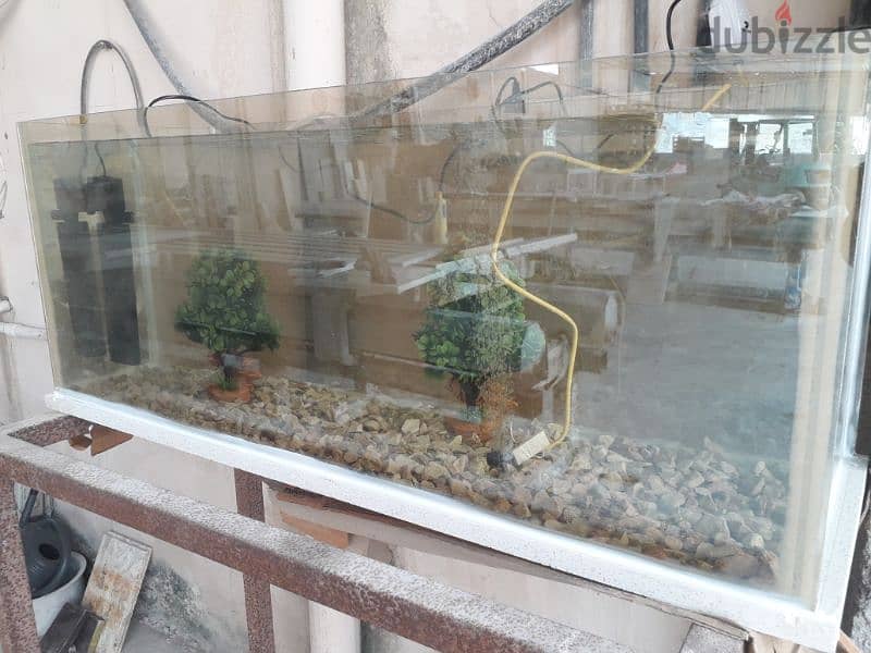 aquarium tank for golden fish 1