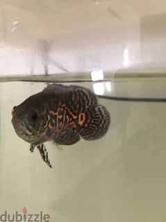 Oscar fish