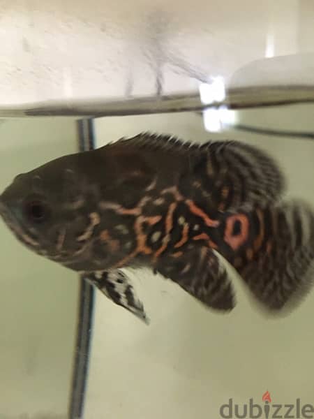 Oscar fish 1