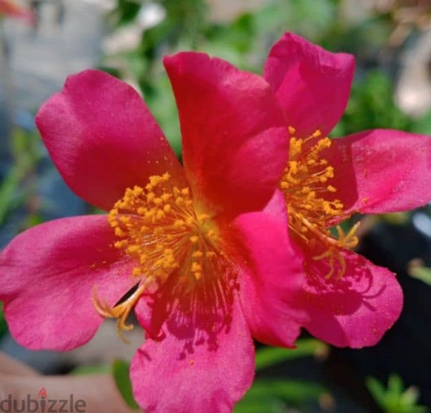 Pink Portulaca Grandiflora 0