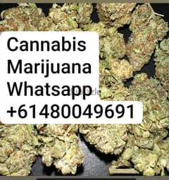 Ready to invest in a good business Whatsapp +61480049691