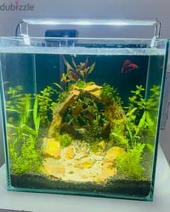 30*30*30 cm cube aquascaped aquarium for sale 0