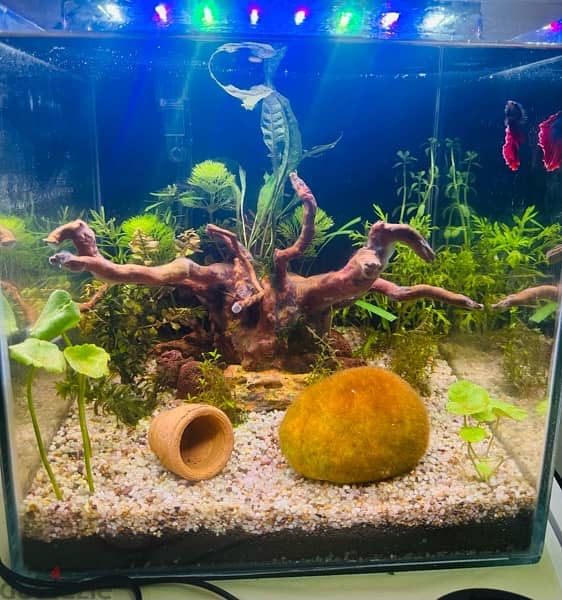 30*30*30 cm cube aquascaped aquarium for sale 1