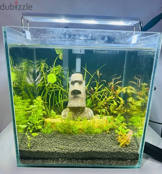 30*30*30 cm cube aquascaped aquarium for sale 2