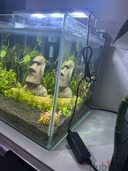 30*30*30 cm cube aquascaped aquarium for sale 3