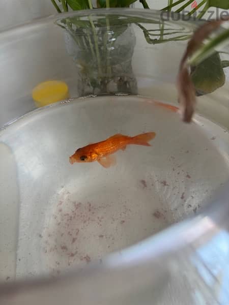 Gold Fish with Tank 0