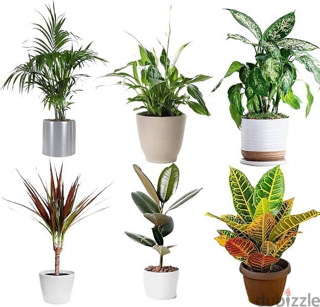 Indooor plants & Outdoor plants Available starting. from 3