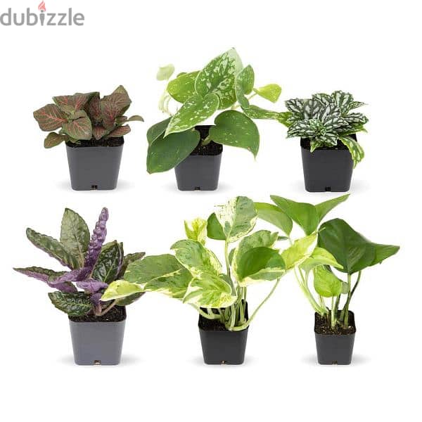 Indooor plants & Outdoor plants Available starting. from 4