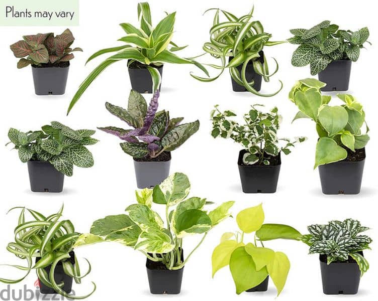 Indooor plants & Outdoor plants Available starting. from 7