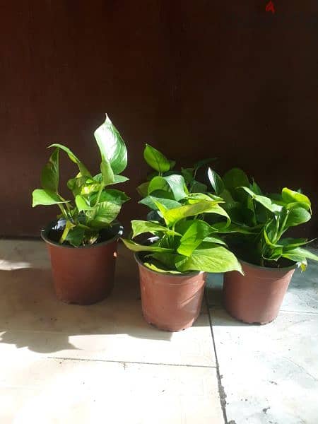 Indooor plants & Outdoor plants Available starting. from 13