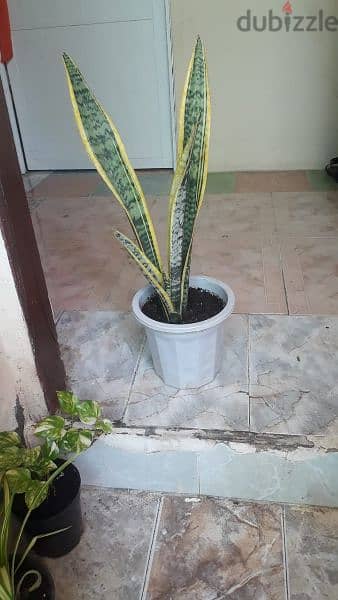 Indooor plants & Outdoor plants Available starting. from 14