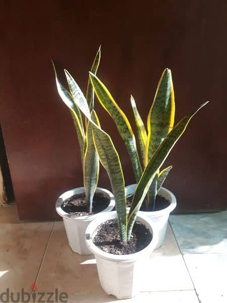 Indooor plants & Outdoor plants Available starting. from 14