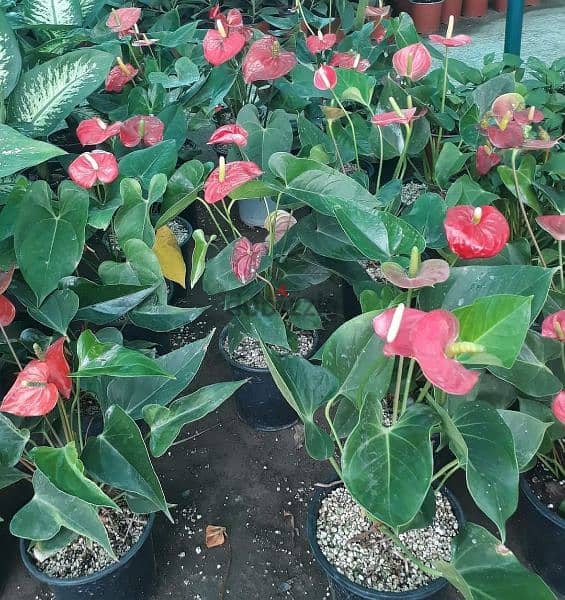 Indooor plants & Outdoor plants Available starting. from 17