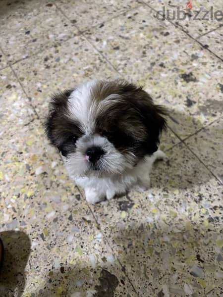 puppy for sale 2