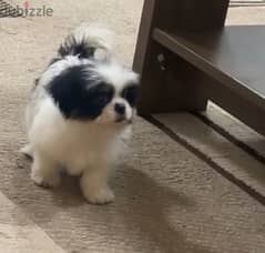 Shih tzu puppy male