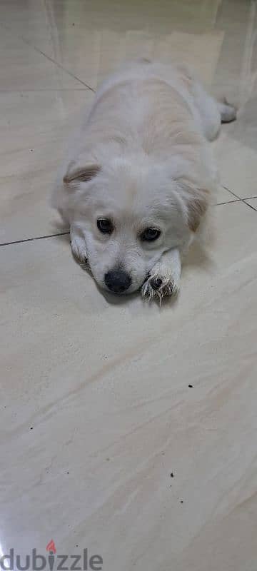 male puppy for sale 2