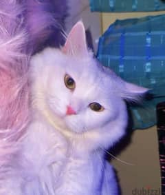 Turkish Angora 0