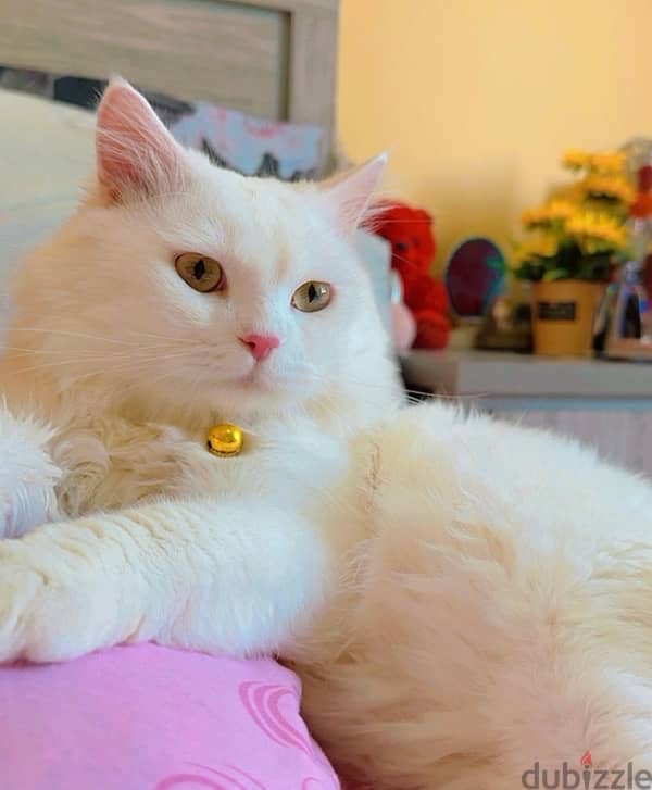 Turkish Angora 1