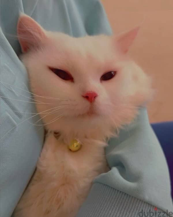 Turkish Angora 2