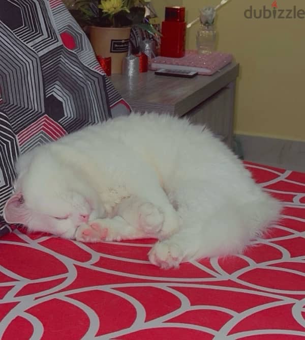 Turkish Angora 3