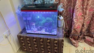 Fish Tank Aquarium 0