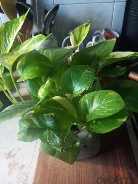 home cared plants for sale 1