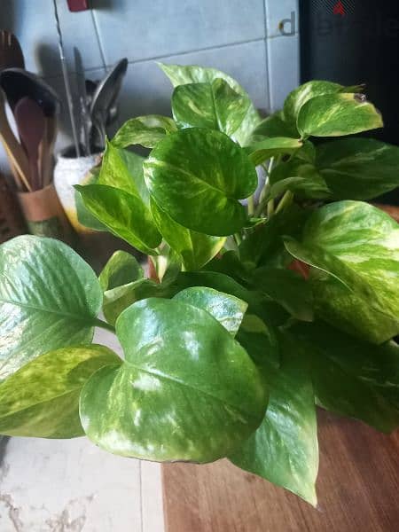 home cared plants for sale 2