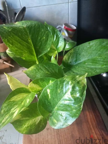 home cared plants for sale 3