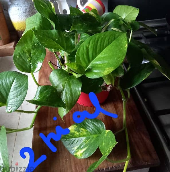 home cared plants for sale 4