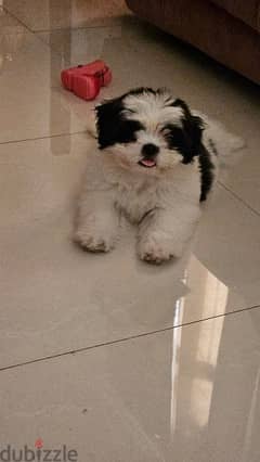 shihtzu 3 month old for sale