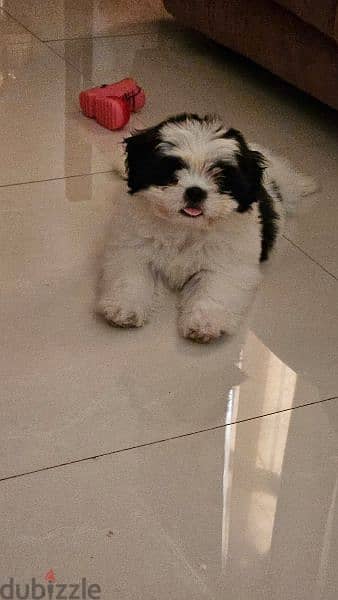 shihtzu