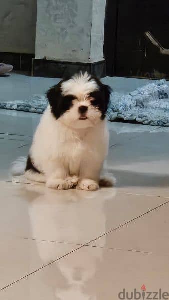 shihtzu 3 month old for sale 1