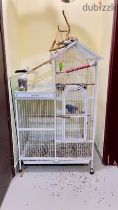 AFRICAN GREY PARROT WITH CAGE