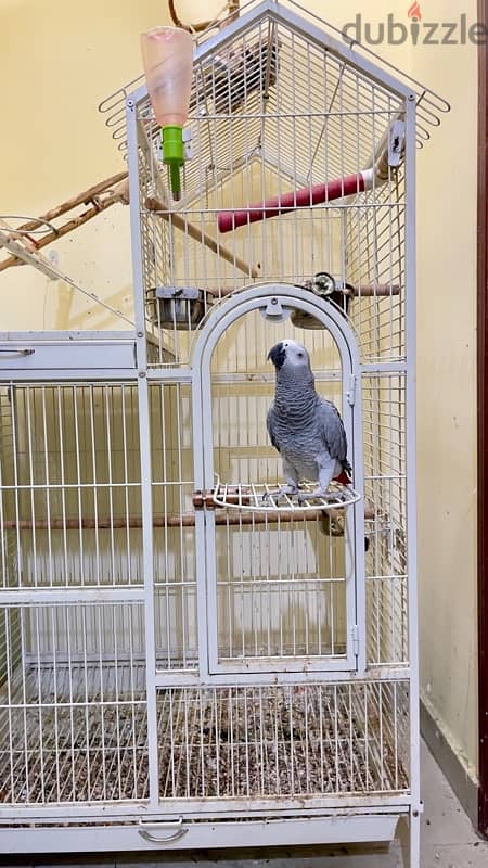 AFRICAN GREY PARROT WITH CAGE 1