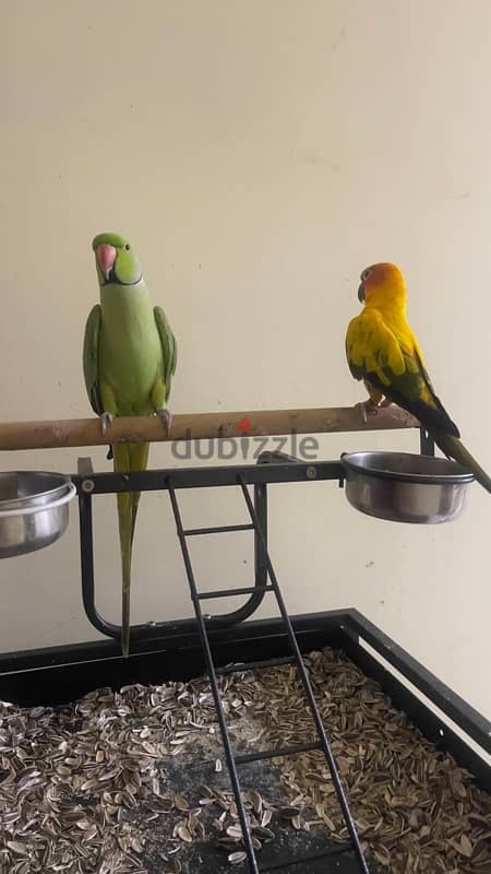 SUN CONURE & GREEN PARROT WITH CAGE 1