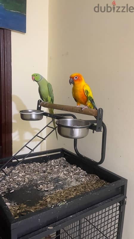 SUN CONURE & GREEN PARROT WITH CAGE 2