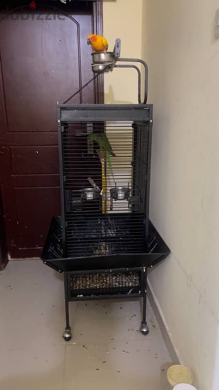 SUN CONURE & GREEN PARROT WITH CAGE 3