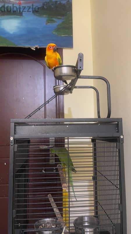 SUN CONURE & GREEN PARROT WITH CAGE 4