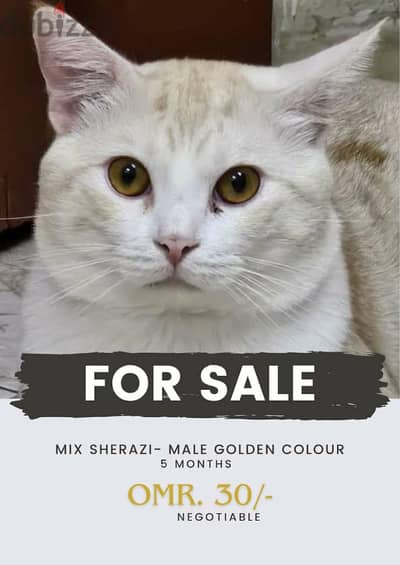 urgent sell a shirazi male cat