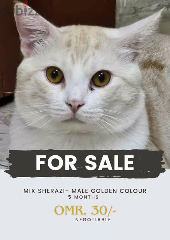 urgent sell a shirazi male cat 0