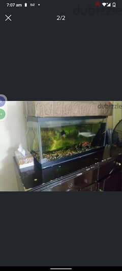 big fish tank for sale with two fish 0