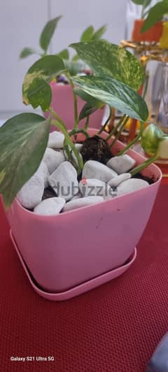 moneyplant with beautiful pot